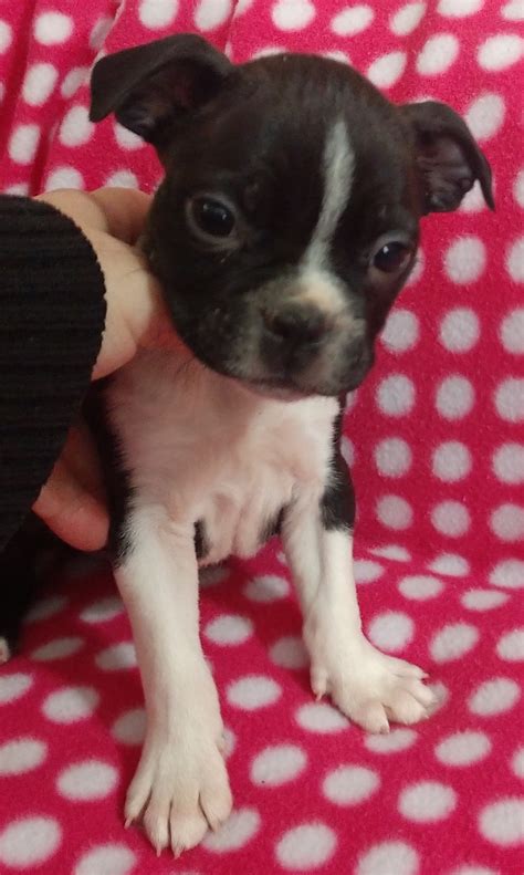 We've got all the details about these spirited canines. Boston Terrier Puppies For Sale | Cleveland, NC #286377
