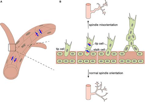 Frontiers Orientation Of The Mitotic Spindle In Blood Vessel Development