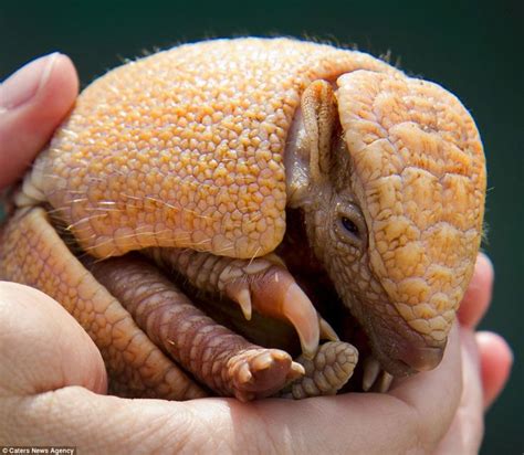 When learning english, you are likely to come across a lot of animals, each of these has its. No larger than a tennis ball, this baby armadillo is ...