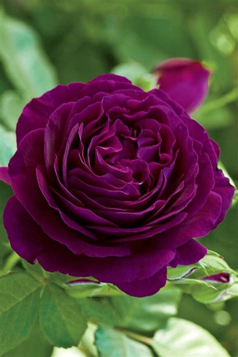Twilight Zone Wekebtidere Beautiful Rose Flowers Hybrid Tea Roses