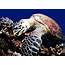 Hawksbill Sea Turtle  Floridas Species
