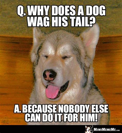 Silly Dog Riddle Why Does A Dog Wag His Tail Because Nobody Else Can