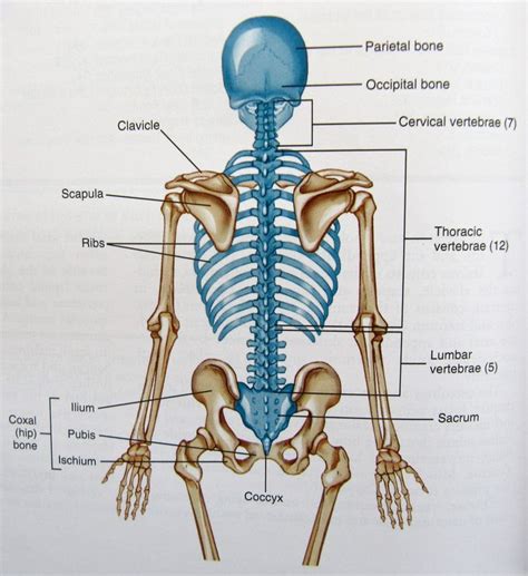 Human Back Bones Diagram Human Anatomy Detail Of Backspine Bone