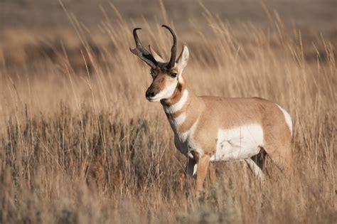 Demand For Pronghorn Hunting Licenses High In Grand View Outdoors
