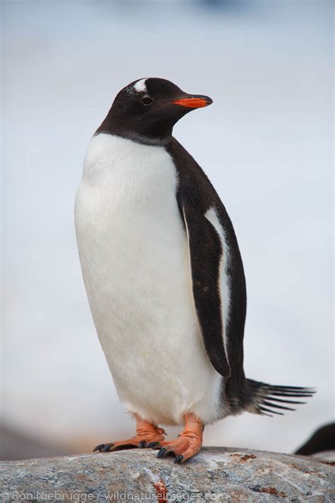 Gentoo Penguin Antarctica Photos By Ron Niebrugge