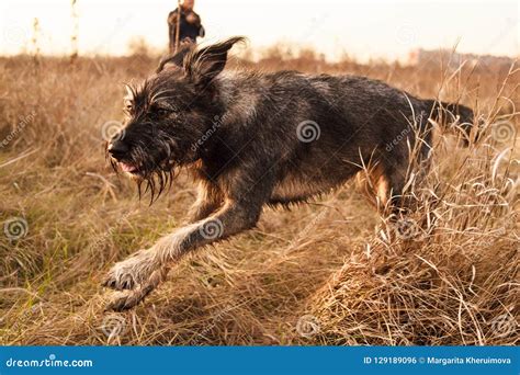 Cheerful Dog Runs Along The Road In The Field At Sunset Autumn