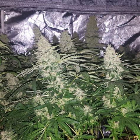 Critical Kush Seeds66 Cannabis Strain Info