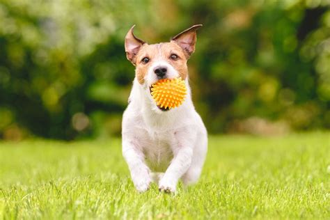 Plans covering wellness, illness, emergency & more. Pet Insurance | Intra-State Insurance Agency