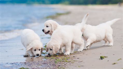 Cute Golden Retriever Puppies Wallpaper Images