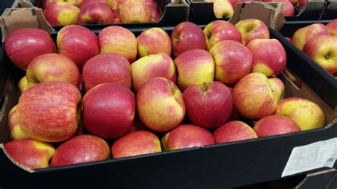 Streaky Red Blush Very Nutritious Jonagored Apple At Best Price In