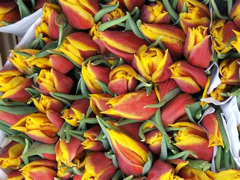 Tulips Market Floral Free Photo On Pixabay Pixabay