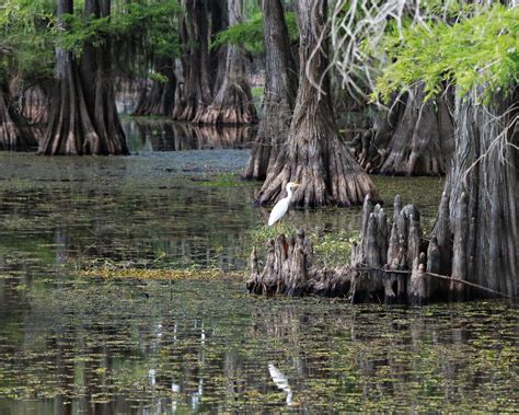 The Ultimate Guide to Caddo Lake State Park, Texas