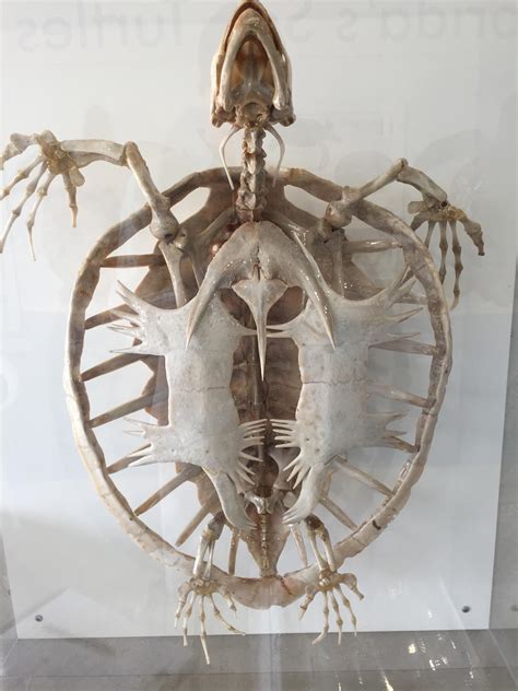 Giant Sea Turtle Skeleton