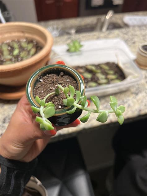 What Is This Succulent And Is It Supposed To Be Leaning Like This In The Plant Id Forum