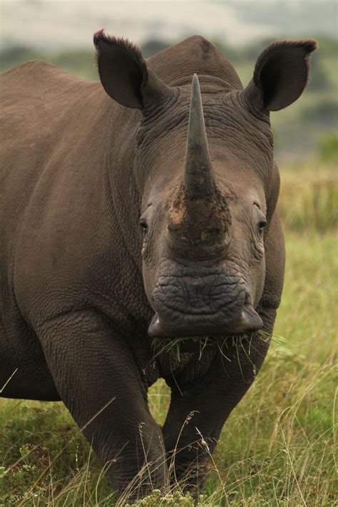 This category contains all animals native to the continent of africa. African Rhino : pics