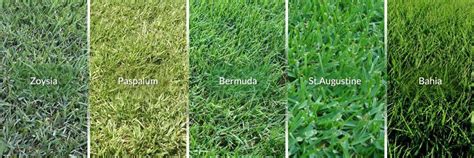 Grass Type Comparison Bermuda St Augustine Zoysia And Buffalo