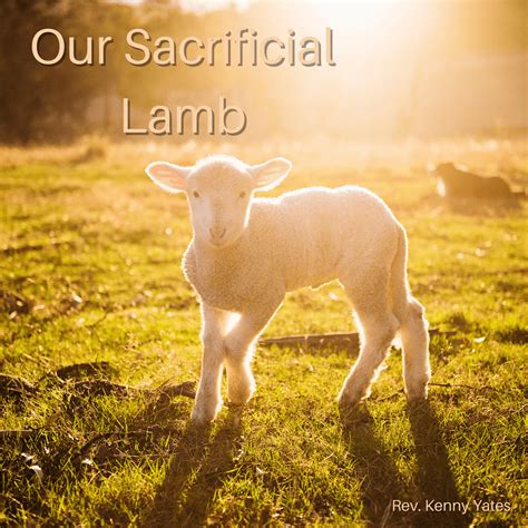 Our Sacrificial Lamb Holdtohope