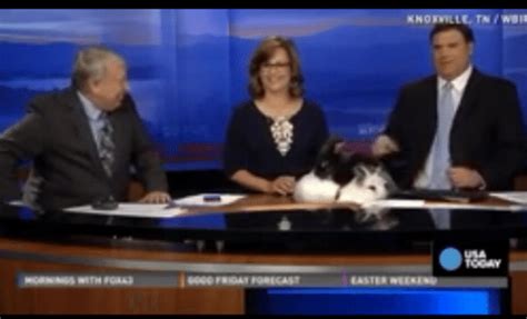 unpredictable easter bunnies have sex on local news free download nude photo gallery