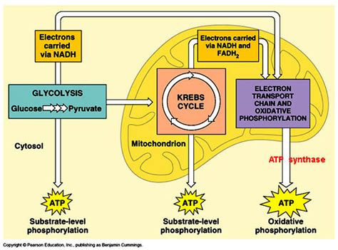 Apart from encapsulating cell contents, the plasma membrane also plays a vital role in regulating the movement of substances in and out of the cell. Energy - The Chemistry of Cookies