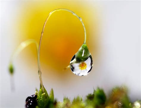 Sunshine In A Drop Flower Reflection In Dewed Moss It Seem Flickr