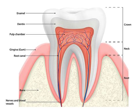 Dental Injury Healthdirect