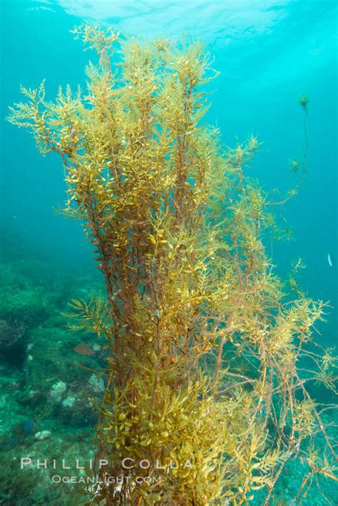 Invasive Sargassum Catalina Sargassum Horneri Catalina Island