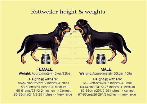 Mini rottweiler size and the happy puppy site is a participant in the amazon eu associates programme, an affiliate. DE RASSTANDAARD