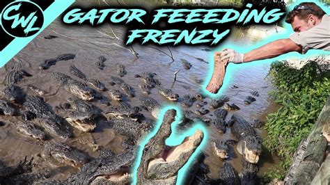 Feeding Hundreds Of Alligators Youtube