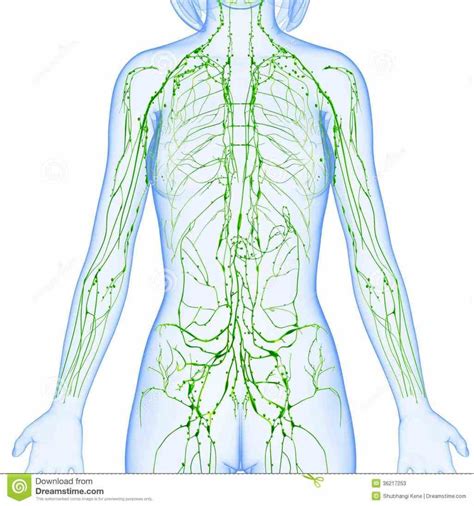 Female Lymphatic System Anatomy