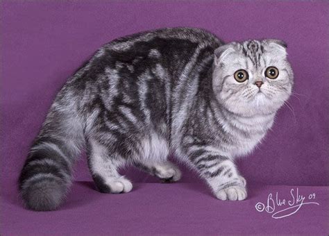 174 Best Images About Scottish Fold Cats On Pinterest Tabby Cats