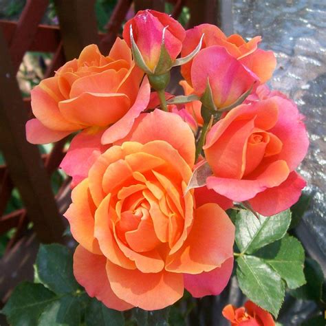 Disneyland® Floribunda Rose