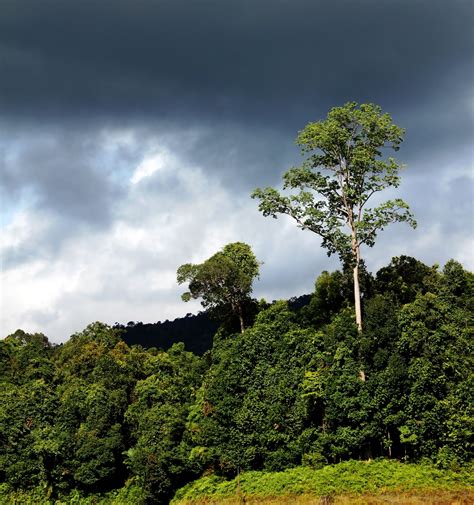 Tanya sama pokok apa sebab goyang? TANYA SAMA POKOK.......
