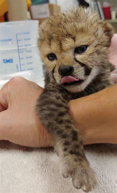 Missouri Zoo Welcomes Thriving Trio Of Cheetah Cubs — See Their