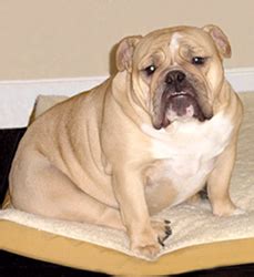 Ok, i know it's bad for their health, but i can't stop laughing at these obese chubsters. Too Many Treats Will Definitely Make Your Dog Fat - Pets Cute and Docile