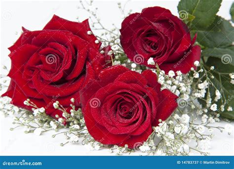 Roses And Romance Stock Image Image Of Rose Droplets 14783737