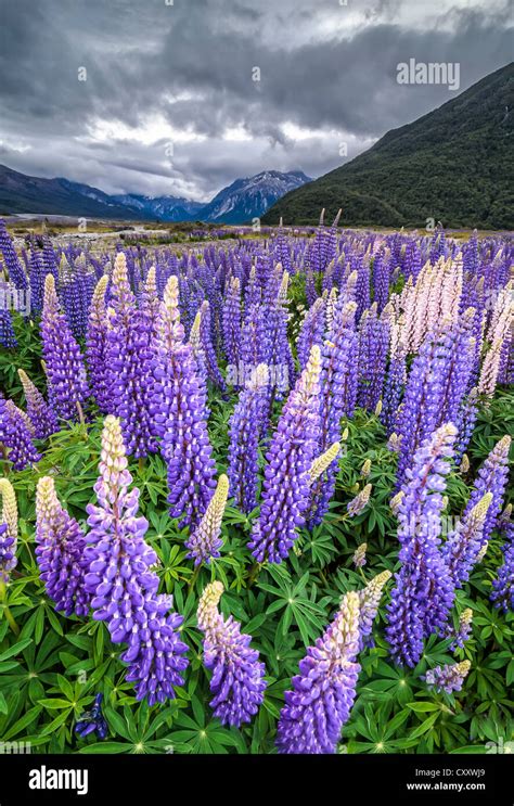 Purple Lupins With Pink Tips Lupinus At Arthurs Pass National Park