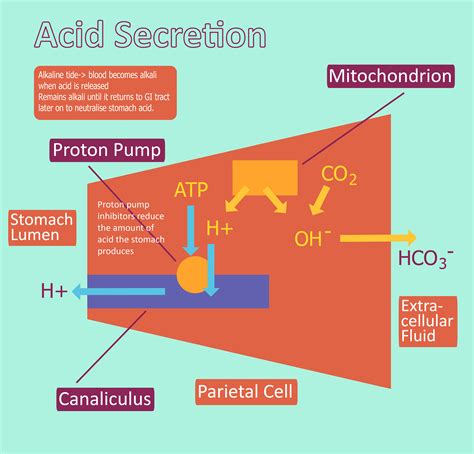 Acid Production Hydrochloric Acid Regulation