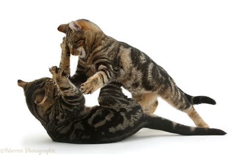 Tabby Cats Play Fighting Photo Wp41294