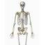 Upper Body View Of Human Skeletal Photograph By Pixelchaos