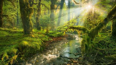 Sun Rays Shining On A Green Forest Creek Forest Sun Green Rays