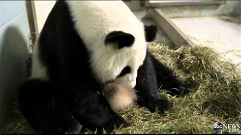 Twin Pandas Video 2013 Surprise Twin Pandas Born In Zoo Atlanta