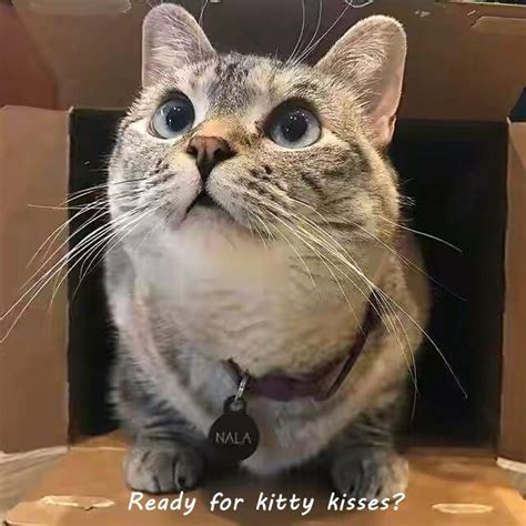 Ready For Kitty Kisses Lolcats Lol Cat Memes Funny Cats