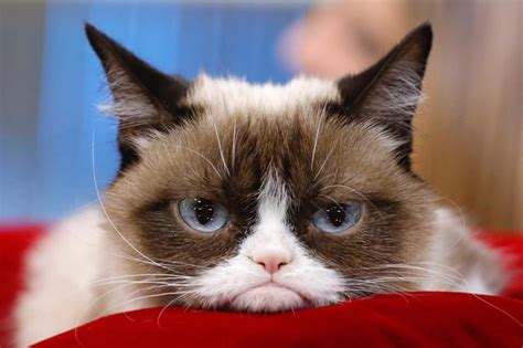 Some Days Are Grumpier Than Others Grumpy Cat Dies Abs Cbn News