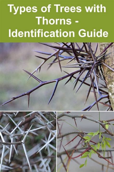 Types Of Trees With Thorns Identification Guide