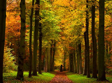 Fall Pictures Autumn Path Wallpaper That Is A Statue At The End Of