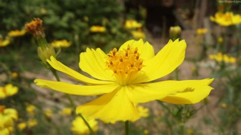See more ideas about flowers, planting flowers, flower art. Srilanka Nature Wallpapers: Srilanka Various Flowers And ...