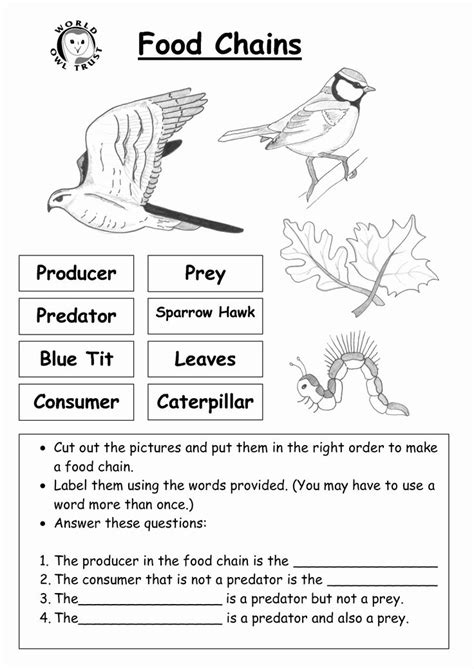Food Chain Worksheet Pdf Unique Food Chains Biology Worksheet Printable