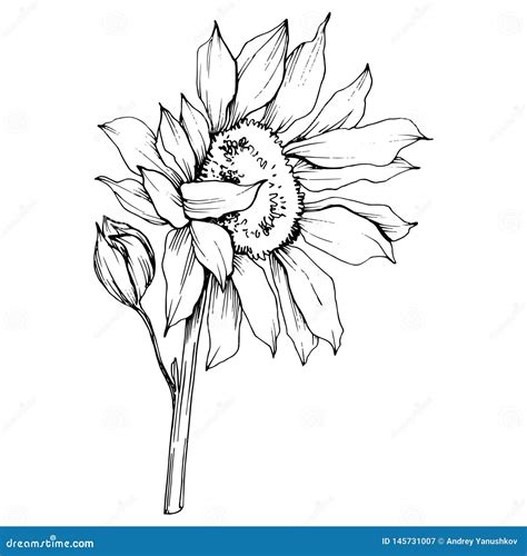 Vector Sunflower Floral Botanical Flower Black And White Engraved Ink