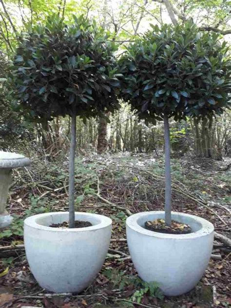 Super Seven The Best Trees To Pot For Autumn Chilstone