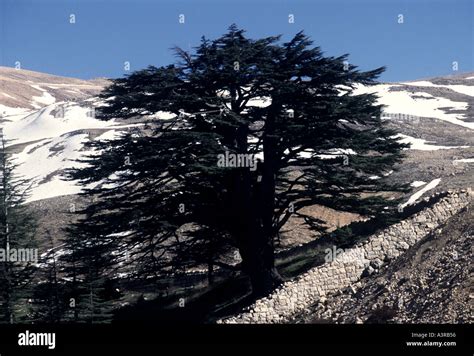 Cedar Tree On Snow Covered Mountain In The Town Of Cedars In North